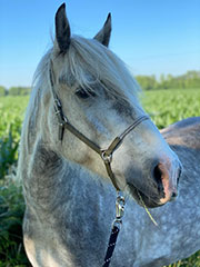 Reitlogopädie-Pferd Rea