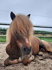 Reitlogopädie-Pferd Wieke